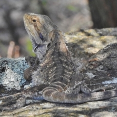 Pogona barbata (Eastern Bearded Dragon) at Stromlo, ACT - 18 Jan 2018 by JohnBundock