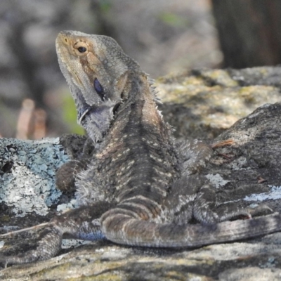 Pogona barbata (Eastern Bearded Dragon) at Stromlo, ACT - 18 Jan 2018 by JohnBundock