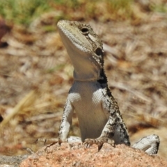 Amphibolurus muricatus (Jacky Lizard) at Stromlo, ACT - 18 Jan 2018 by JohnBundock