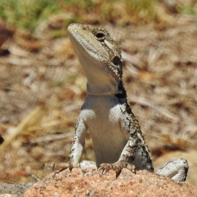 Amphibolurus muricatus (Jacky Lizard) at Stromlo, ACT - 18 Jan 2018 by JohnBundock