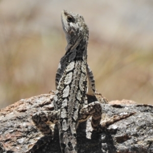 Amphibolurus muricatus at Stromlo, ACT - 18 Jan 2018