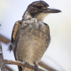 Cracticus torquatus (Grey Butcherbird) at Bruce, ACT - 18 Jan 2018 by AlisonMilton