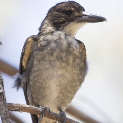 Cracticus torquatus (Grey Butcherbird) at Bruce, ACT - 18 Jan 2018 by AlisonMilton