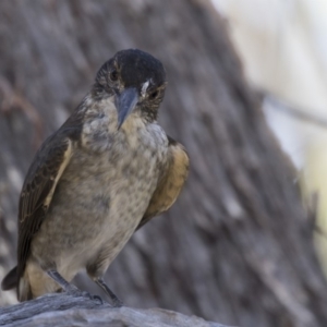 Cracticus torquatus at Bruce, ACT - 18 Jan 2018