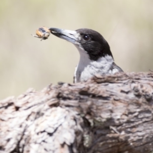 Cracticus torquatus at Bruce, ACT - 18 Jan 2018