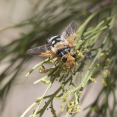 Microtropesa sp. (genus) (Tachinid fly) at Bruce, ACT - 18 Jan 2018 by Alison Milton