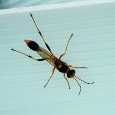 Sceliphron laetum (Common mud dauber wasp) at Molonglo Valley, ACT - 11 Jan 2018 by galah681