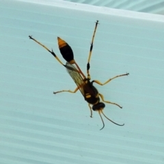 Sceliphron laetum at Molonglo Valley, ACT - 11 Jan 2018 09:12 AM