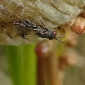 Podagrionini (tribe) at Molonglo Valley, ACT - 11 Jan 2018