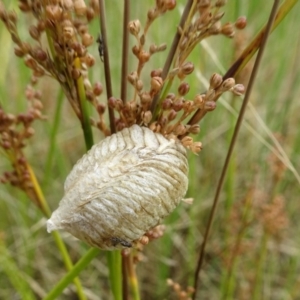 Podagrionini (tribe) at Molonglo Valley, ACT - 11 Jan 2018