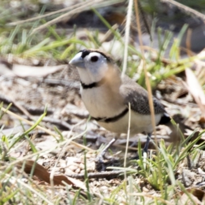Stizoptera bichenovii (Double-barred Finch) at Bruce, ACT - 18 Jan 2018 by AlisonMilton