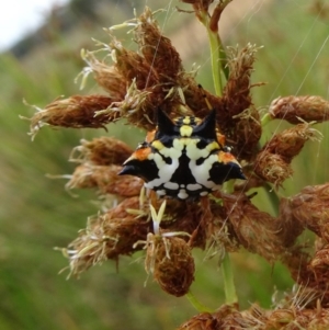 Austracantha minax at Molonglo Valley, ACT - 11 Jan 2018