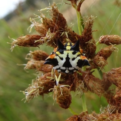 Austracantha minax (Christmas Spider, Jewel Spider) at Sth Tablelands Ecosystem Park - 10 Jan 2018 by galah681