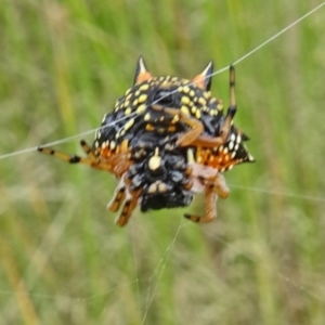 Austracantha minax at Molonglo Valley, ACT - 11 Jan 2018