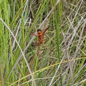 Eumeninae (subfamily) at Molonglo Valley, ACT - 11 Jan 2018