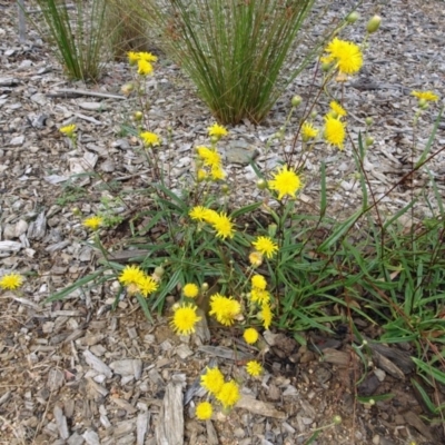 Podolepis jaceoides (Showy Copper-wire Daisy) at Sth Tablelands Ecosystem Park - 10 Jan 2018 by galah681