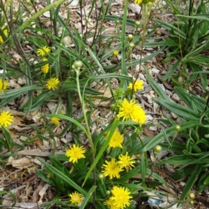 Podolepis jaceoides at Molonglo Valley, ACT - 11 Jan 2018