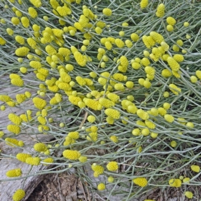 Calocephalus citreus (Lemon Beauty Heads) at Molonglo Valley, ACT - 11 Jan 2018 by galah681