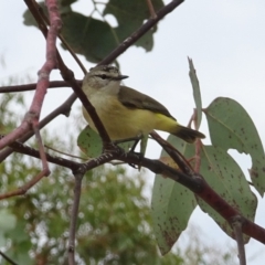 Acanthiza chrysorrhoa (Yellow-rumped Thornbill) at Sth Tablelands Ecosystem Park - 11 Jan 2018 by galah681