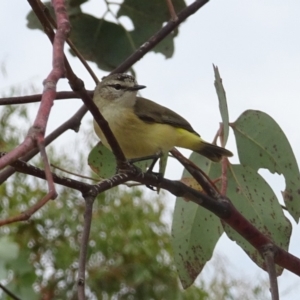 Acanthiza chrysorrhoa at Molonglo Valley, ACT - 11 Jan 2018