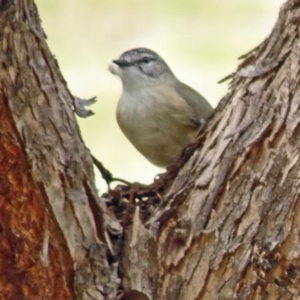 Acanthiza chrysorrhoa at Molonglo Valley, ACT - 11 Jan 2018