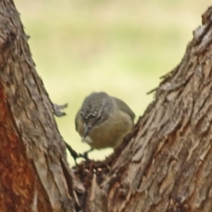 Acanthiza chrysorrhoa at Molonglo Valley, ACT - 11 Jan 2018