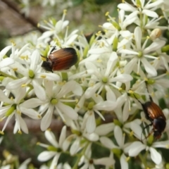 Phyllotocus navicularis (Nectar scarab) at Molonglo Valley, ACT - 11 Jan 2018 by galah681