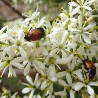 Phyllotocus navicularis (Nectar scarab) at Sth Tablelands Ecosystem Park - 11 Jan 2018 by galah681