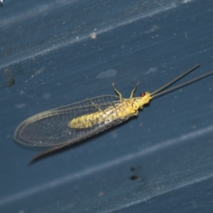 Mallada sp. (genus) at Higgins, ACT - 18 Jan 2018