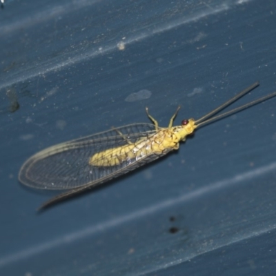 Mallada sp. (genus) (Green lacewing) at Higgins, ACT - 18 Jan 2018 by AlisonMilton