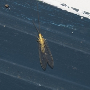 Mallada sp. (genus) at Higgins, ACT - 18 Jan 2018