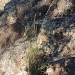 Austrostipa densiflora (Foxtail Speargrass) at Conder, ACT - 30 Dec 2017 by MichaelBedingfield