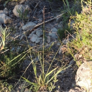 Panicum effusum at Conder, ACT - 30 Dec 2017