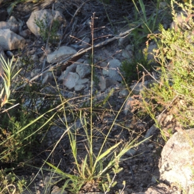 Panicum effusum (Hairy Panic Grass) at Conder, ACT - 30 Dec 2017 by michaelb