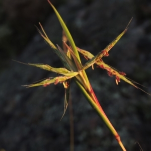 Cymbopogon refractus at Conder, ACT - 30 Dec 2017