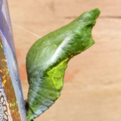 Papilio aegeus at Barragga Bay, NSW - 19 Jan 2018 06:57 AM