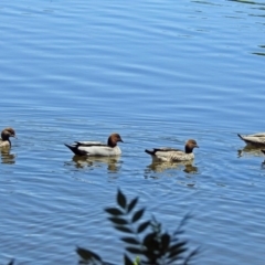 Chenonetta jubata (Australian Wood Duck) at Lake Burley Griffin West - 17 Jan 2018 by RodDeb