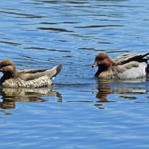 Chenonetta jubata at Acton, ACT - 17 Jan 2018 12:17 PM