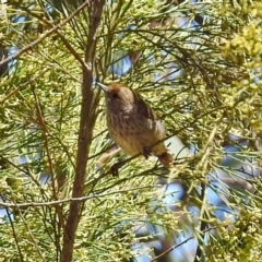 Acanthiza pusilla (Brown Thornbill) at Canberra Central, ACT - 16 Jan 2018 by RodDeb