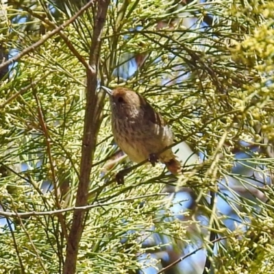 Acanthiza pusilla (Brown Thornbill) at Point 4997 - 17 Jan 2018 by RodDeb