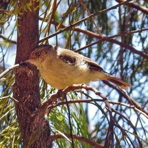 Acanthiza reguloides at Acton, ACT - 17 Jan 2018 11:10 AM