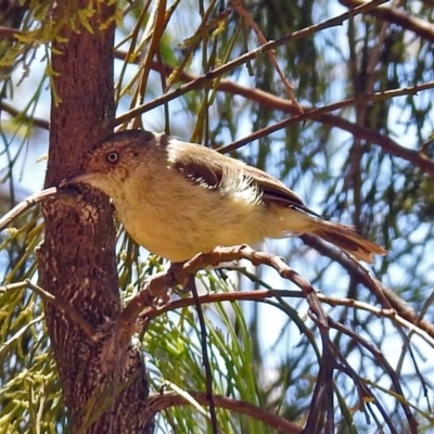 Acanthiza reguloides (Buff-rumped Thornbill) at Black Mountain - 17 Jan 2018 by RodDeb