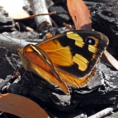 Heteronympha merope (Common Brown Butterfly) at Black Mountain - 16 Jan 2018 by RodDeb