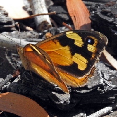 Heteronympha merope (Common Brown Butterfly) at Canberra Central, ACT - 16 Jan 2018 by RodDeb