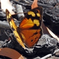 Heteronympha merope at Canberra Central, ACT - 17 Jan 2018