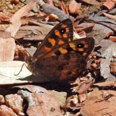 Geitoneura klugii (Marbled Xenica) at Black Mountain - 16 Jan 2018 by RodDeb