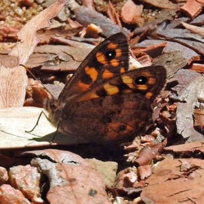 Geitoneura klugii (Marbled Xenica) at Canberra Central, ACT - 16 Jan 2018 by RodDeb