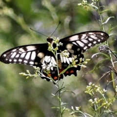 Papilio anactus (Dainty Swallowtail) at Black Mountain - 16 Jan 2018 by RodDeb