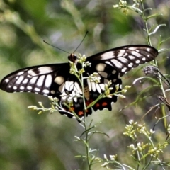 Papilio anactus (Dainty Swallowtail) at Canberra Central, ACT - 16 Jan 2018 by RodDeb