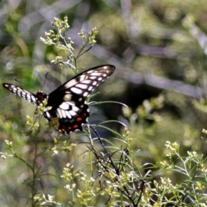 Papilio anactus at Canberra Central, ACT - 17 Jan 2018